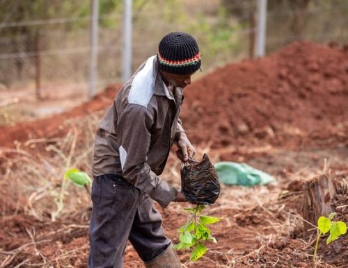A man lowering a tree seedling out of a bag into red earth