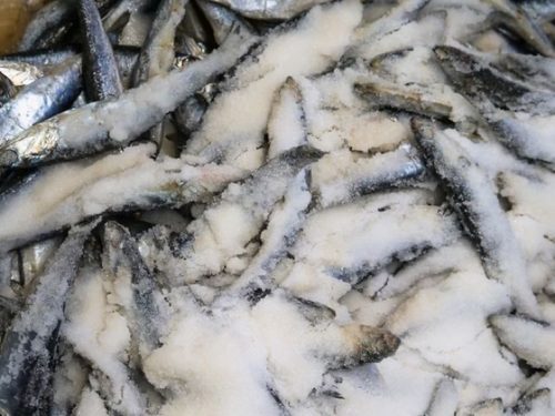 Small fish packed in coarse salt